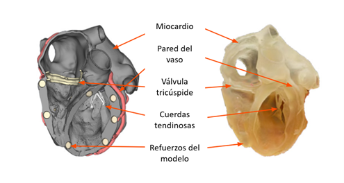 Ejemplo de realismo en modelo anatómico